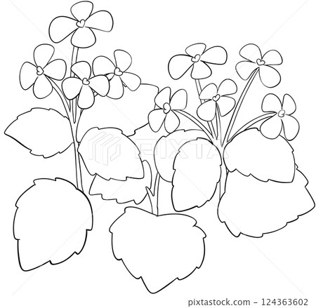 Coloring page Garlic Mustard Flowers Edible Flowers Coloring page Garlic Mustard Flowers Edible Flowers 124363602