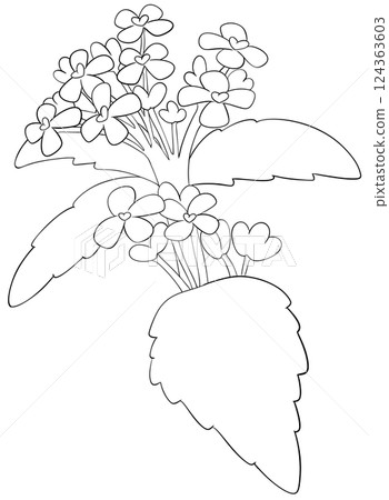 Coloring page Garlic Mustard Flowers Edible Flowers Coloring page Garlic Mustard Flowers Edible Flowers 124363603