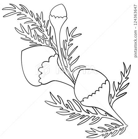 Coloring page Pineapple weed Flowers Edible Flowers Coloring page Pineapple weed Flowers Edible Flowers 124363647
