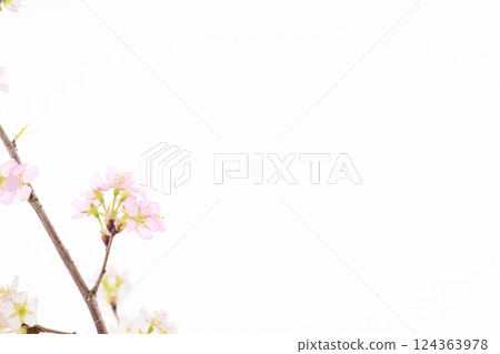 櫻花（白背） 124363978
