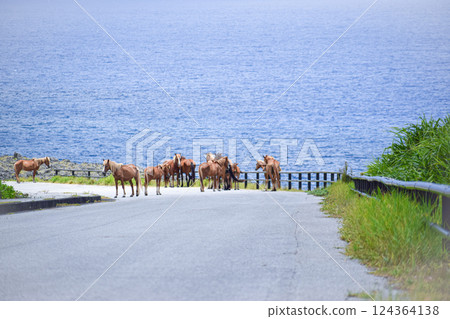 Yonaguni horses herd along the coastal road on Yonaguni Island 124364138
