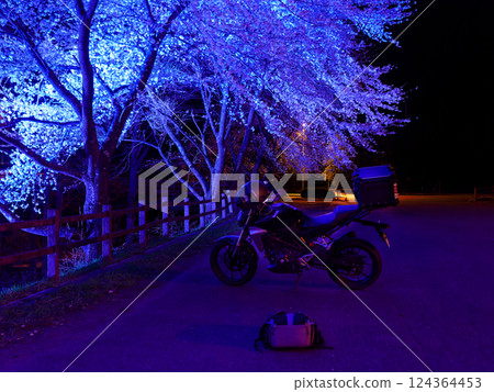 夜晚的櫻花 124364453