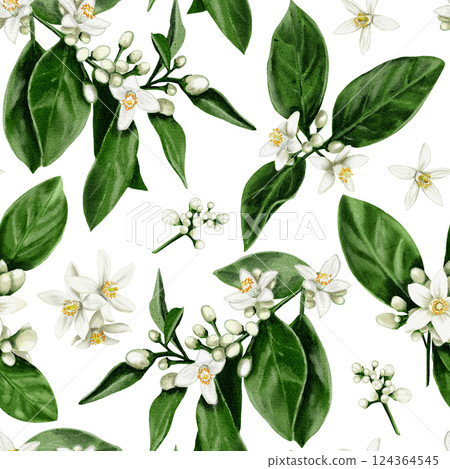 Seamless pattern of orange tree flowers. Leaves and branches with white buds and flowers. Orange blossom. Watercolor illustration. No background.  124364545