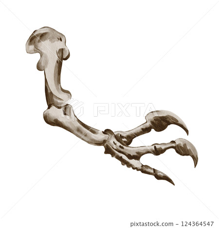 Clawed paw skeleton. dinosaur hand. prehistoric fossil. Museum exhibit. Watercolor illustration isolated from background. monochrome. Vintage style. High quality illustration 124364547