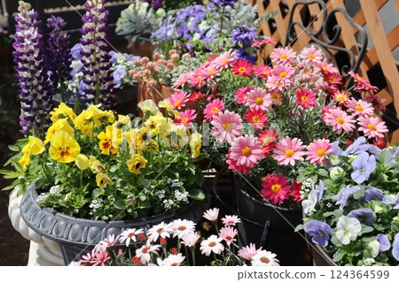 春花群栽&群盆 春花群栽&群盆 124364599