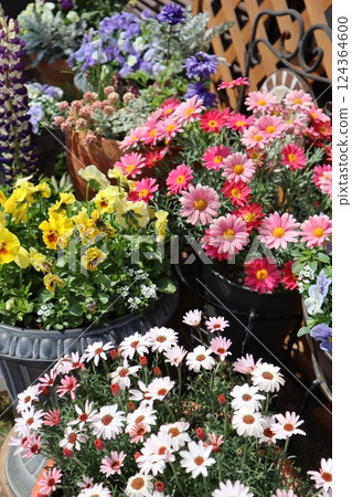 春花群栽&群盆 124364600