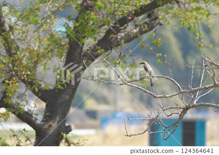 Shrikes: Wild birds that live in Satoyama 124364641