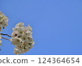 Oshimazakura-02 124364654