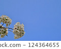 Oshimazakura-03 124364655
