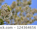 Oshimazakura-04 124364656