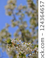 Oshimazakura-05 124364657