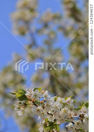 Oshimazakura-05 124364657