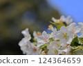 Oshimazakura-07 124364659