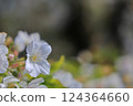 Oshimazakura-08 124364660