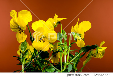 Yellow Pansy Flowers in Bloom on brown background Yellow Pansy Flowers in Bloom on brown background 124364862