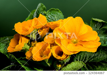 Orange Primula Flowers in Bloom on green background 124364867