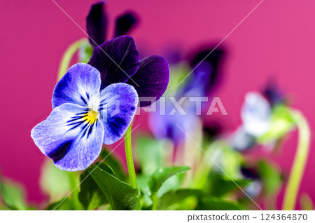 Purple and Blue Pansy Flowers on pink background 124364870
