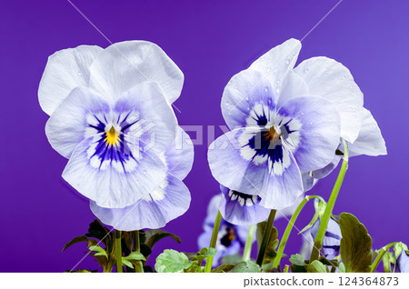 White and Blue Pansy Flowers in Bloom on purple background 124364873
