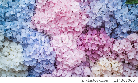 Background material with pale-colored hydrangeas 124365069