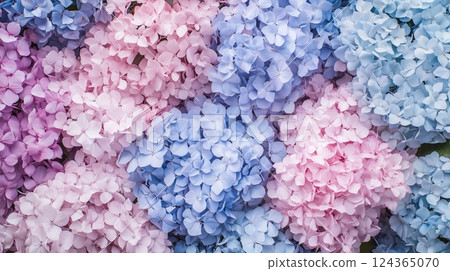 Background material with pale-colored hydrangeas 124365070