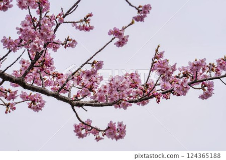 福島縣磐城市21世紀森林公園河津櫻花盛開 福島縣磐城市21世紀森林公園河津櫻花盛開 124365188