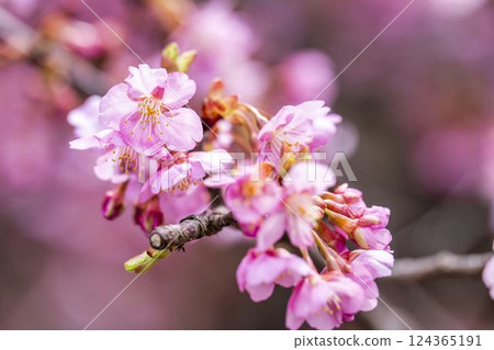 福島縣磐城市21世紀森林公園河津櫻花盛開 福島縣磐城市21世紀森林公園河津櫻花盛開 124365191