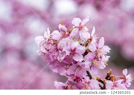 Kawazu cherry blossoms blooming in 21st Century Forest Park, Iwaki City, Fukushima Prefecture Kawazu cherry blossoms blooming in 21st Century Forest Park, Iwaki City, Fukushima Prefecture 124365201
