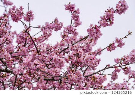 福島縣磐城市21世紀森林公園河津櫻花盛開 124365216