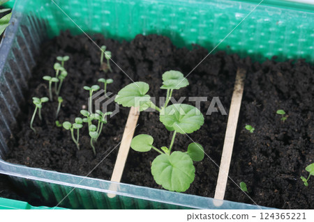 Young seedling sprouts. Seedlings of different plants. Green shoots in a pot with soil. Close-up. 124365221