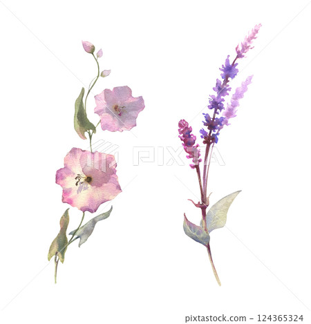 Watercolor drawing set illustration of sage plant with flowers and green leaves and calystegia plant isolated at white background, salvia officinalis. Wild flowers, field flowers, sketch 124365324