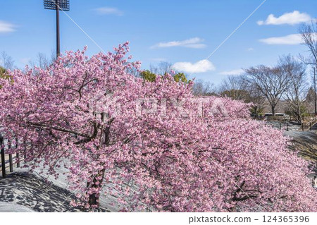 福島縣磐城市 21 世紀森林公園藍天與河津櫻花盛開 124365396