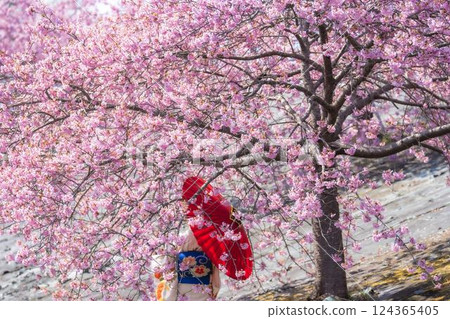Blue skies and Kawazu cherry blossoms blooming in 21st Century Forest Park, Iwaki City, Fukushima Prefecture 124365405