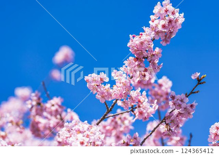 福島縣磐城市 21 世紀森林公園藍天與河津櫻花盛開 福島縣磐城市 21 世紀森林公園藍天與河津櫻花盛開 124365412