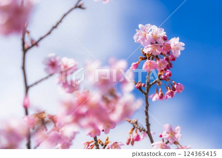 Blue skies and Kawazu cherry blossoms blooming in 21st Century Forest Park, Iwaki City, Fukushima Prefecture 124365415
