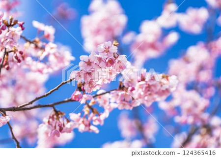 Blue skies and Kawazu cherry blossoms blooming in 21st Century Forest Park, Iwaki City, Fukushima Prefecture Blue skies and Kawazu cherry blossoms blooming in 21st Century Forest Park, Iwaki City, Fukushima Prefecture 124365416