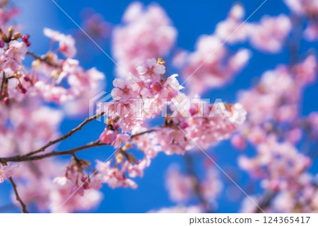 Blue skies and Kawazu cherry blossoms blooming in 21st Century Forest Park, Iwaki City, Fukushima Prefecture Blue skies and Kawazu cherry blossoms blooming in 21st Century Forest Park, Iwaki City, Fukushima Prefecture 124365417