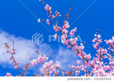 福島縣磐城市 21 世紀森林公園藍天與河津櫻花盛開 124365424