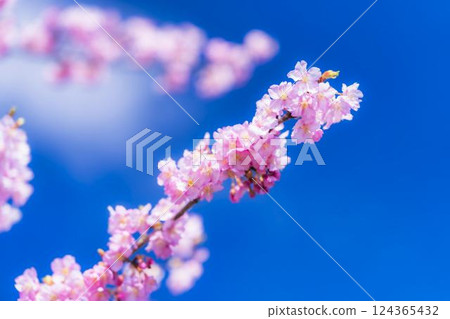 福島縣磐城市 21 世紀森林公園藍天與河津櫻花盛開 福島縣磐城市 21 世紀森林公園藍天與河津櫻花盛開 124365432