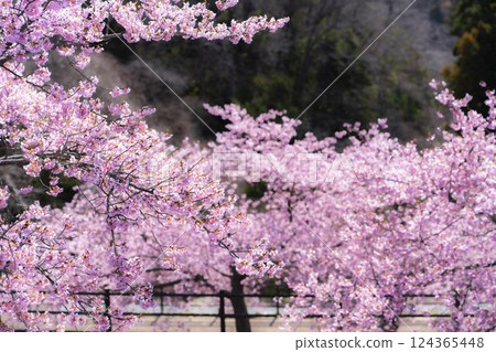 Blue skies and Kawazu cherry blossoms blooming in 21st Century Forest Park, Iwaki City, Fukushima Prefecture 124365448