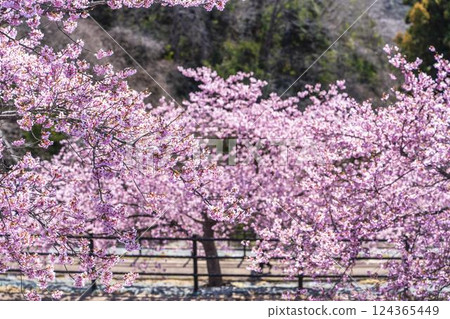 福島縣磐城市 21 世紀森林公園藍天與河津櫻花盛開 124365449