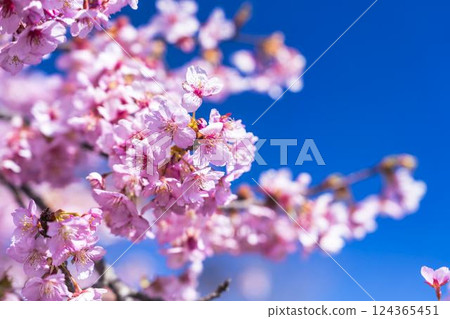 Blue skies and Kawazu cherry blossoms blooming in 21st Century Forest Park, Iwaki City, Fukushima Prefecture 124365451