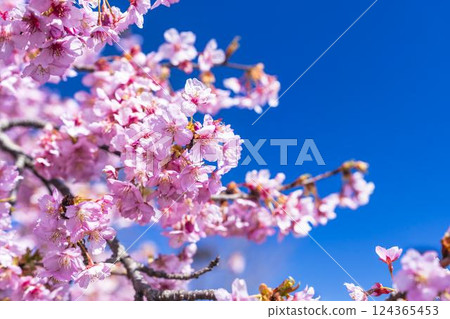 福島縣磐城市 21 世紀森林公園藍天與河津櫻花盛開 124365453