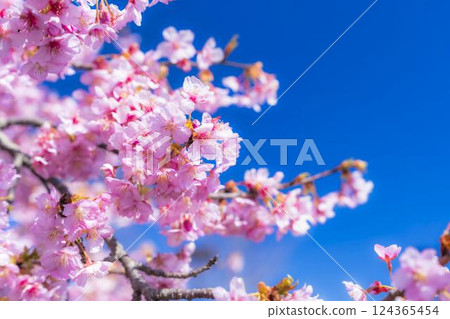 福島縣磐城市 21 世紀森林公園藍天與河津櫻花盛開 124365454