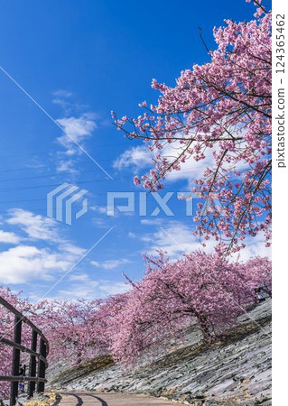 福島縣磐城市 21 世紀森林公園藍天與河津櫻花盛開 124365462