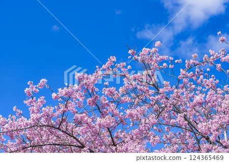 福島縣磐城市 21 世紀森林公園藍天與河津櫻花盛開 124365469
