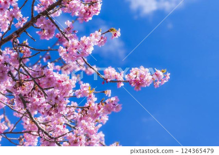福島縣磐城市 21 世紀森林公園藍天與河津櫻花盛開 福島縣磐城市 21 世紀森林公園藍天與河津櫻花盛開 124365479