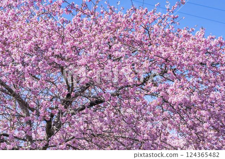 Blue skies and Kawazu cherry blossoms blooming in 21st Century Forest Park, Iwaki City, Fukushima Prefecture Blue skies and Kawazu cherry blossoms blooming in 21st Century Forest Park, Iwaki City, Fukushima Prefecture 124365482