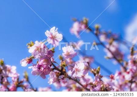 Blue skies and Kawazu cherry blossoms blooming in 21st Century Forest Park, Iwaki City, Fukushima Prefecture Blue skies and Kawazu cherry blossoms blooming in 21st Century Forest Park, Iwaki City, Fukushima Prefecture 124365535