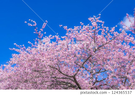 福島縣磐城市 21 世紀森林公園藍天與河津櫻花盛開 124365537