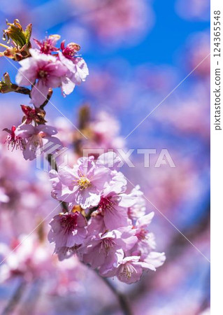 福島縣磐城市 21 世紀森林公園藍天與河津櫻花盛開 124365548